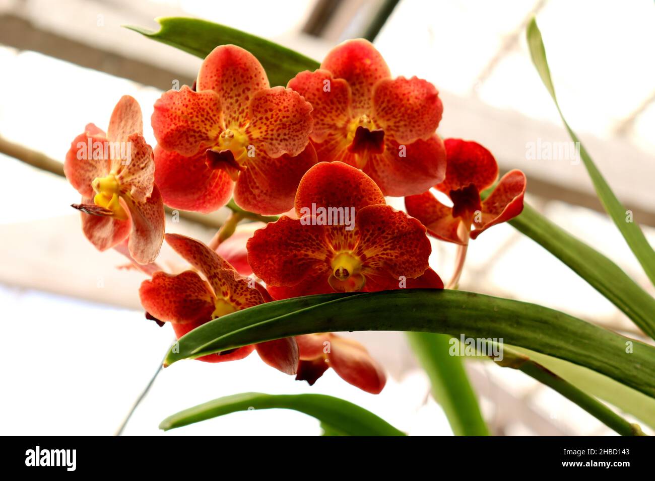 Orange und gelbe Orchidee mit grünem Blatt, Orchideenblütenphalaenopsis oder falah auf weißem Hintergrund, selektiver Fokus.Nahaufnahme Stockfoto