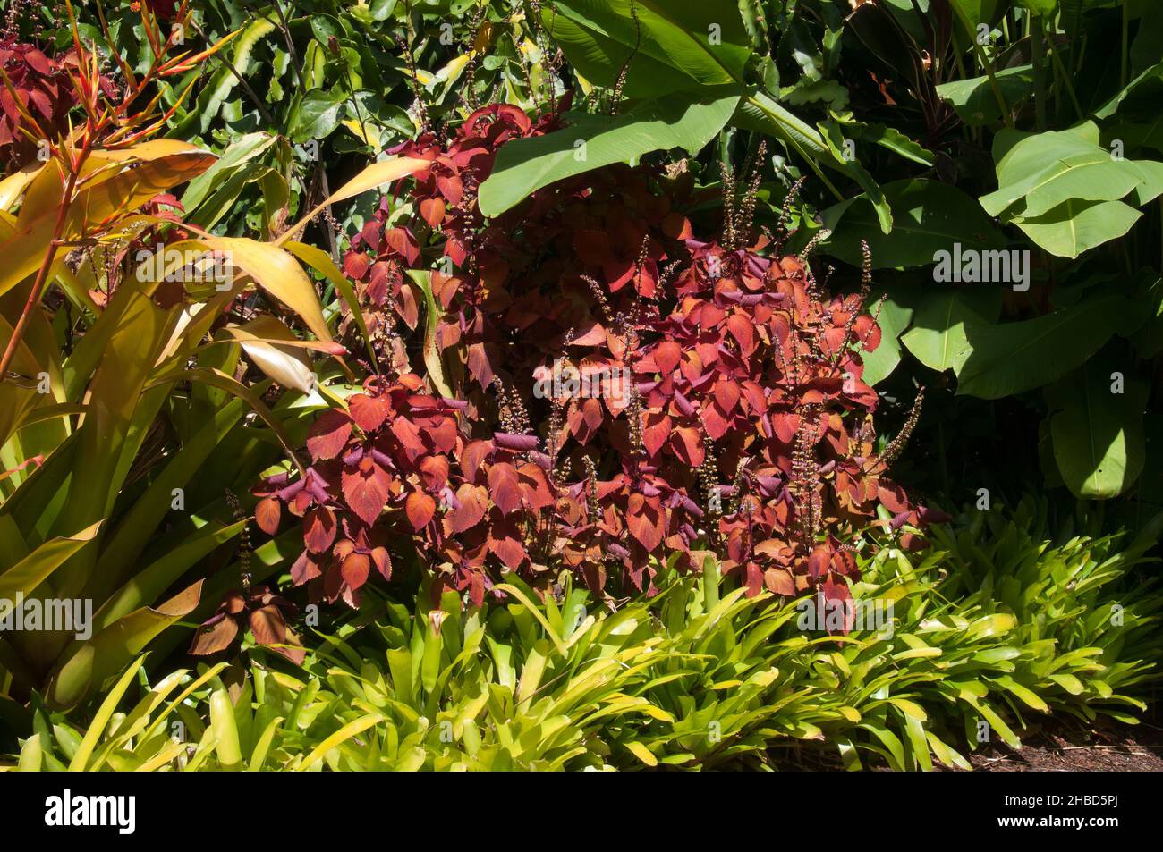 Sydney Australien, Gartenbett mit Coleus „Lagerfeuer“ Stockfoto