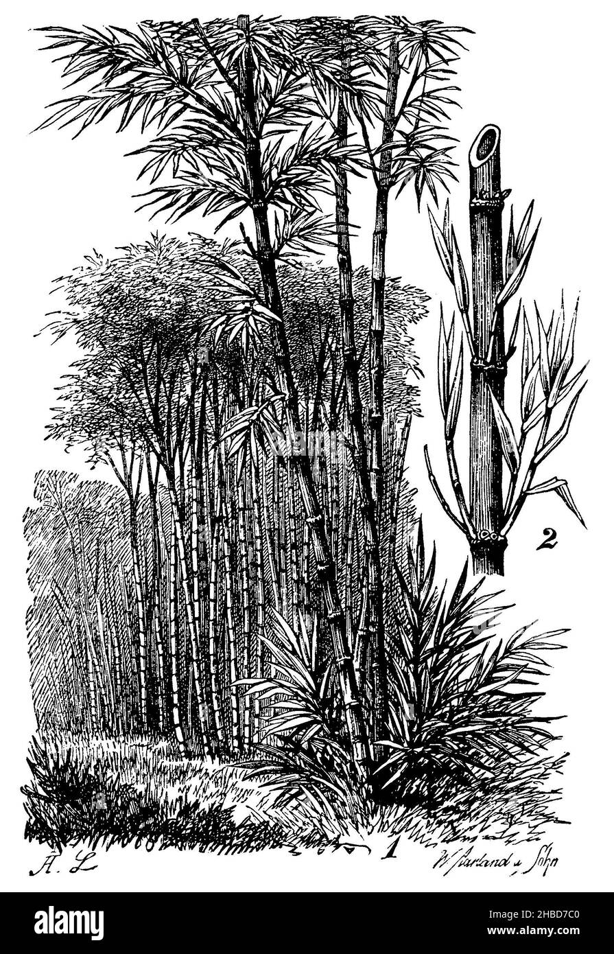 Indischer Bambus, , A. L[ütke] u. W. Aarland u. Sohn (Botanikbuch, 1889), Indisches Bambusrohr, Canne de bambou indienne Stockfoto