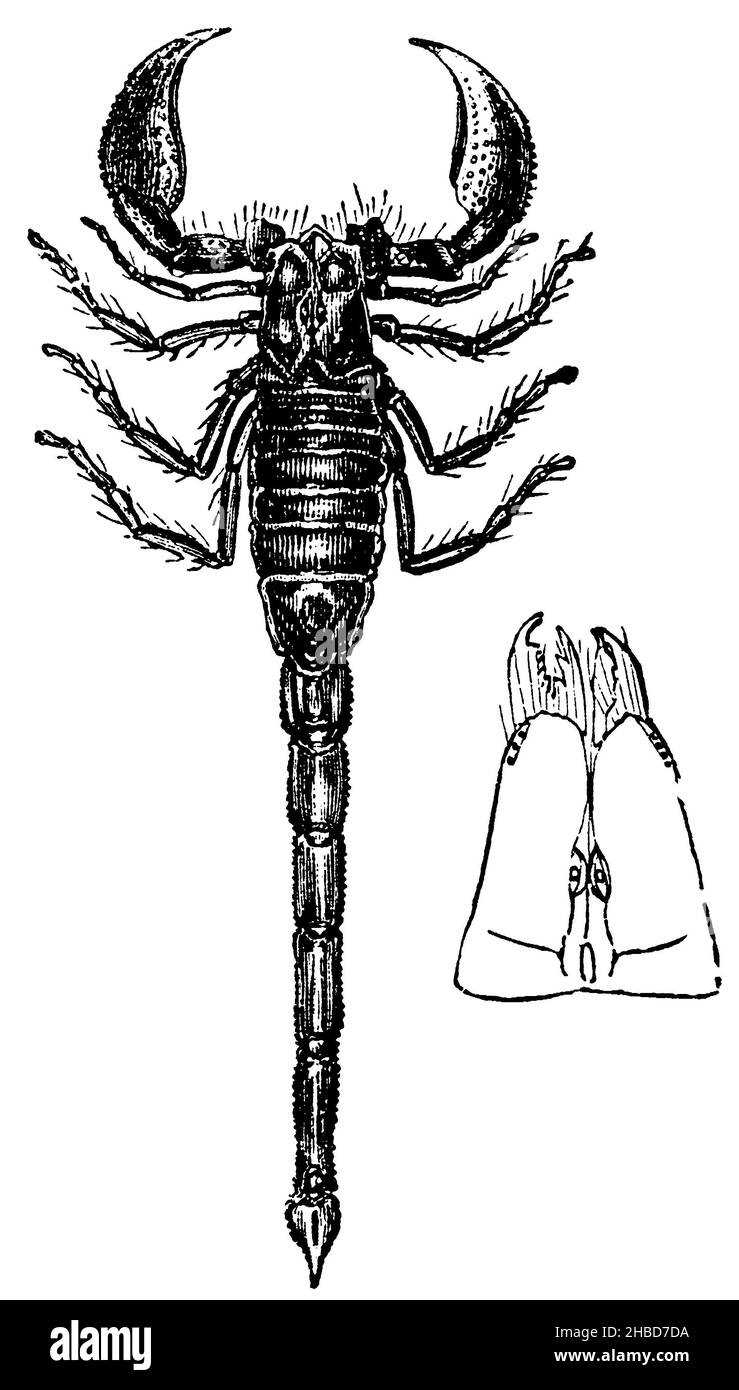 Afrikanischer Skorpion, , (Botanikbuch, ca. 1900), Afrikanischer Skorpion, Scorpion africain Stockfoto