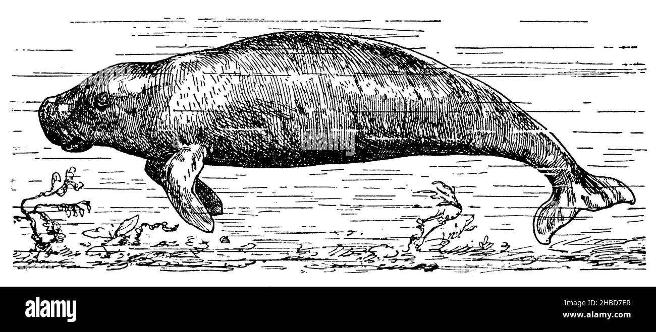 Indische Seekuh, , anonym (Zoologie Buch, 1928), Indische Seekuh, Vache de mer indienne Stockfoto