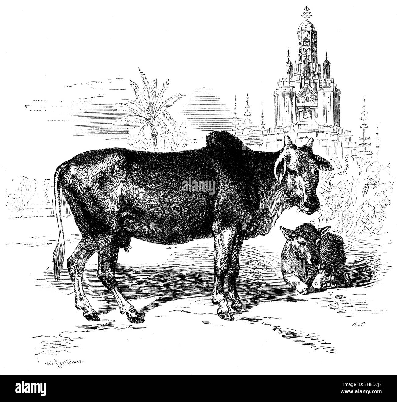 Indisches Zebu, , R[obert] Kretschmer und F.O. S[chmid] (Zoologie-Buch, 1870), Indisches Zebu, Zébu indien Stockfoto
