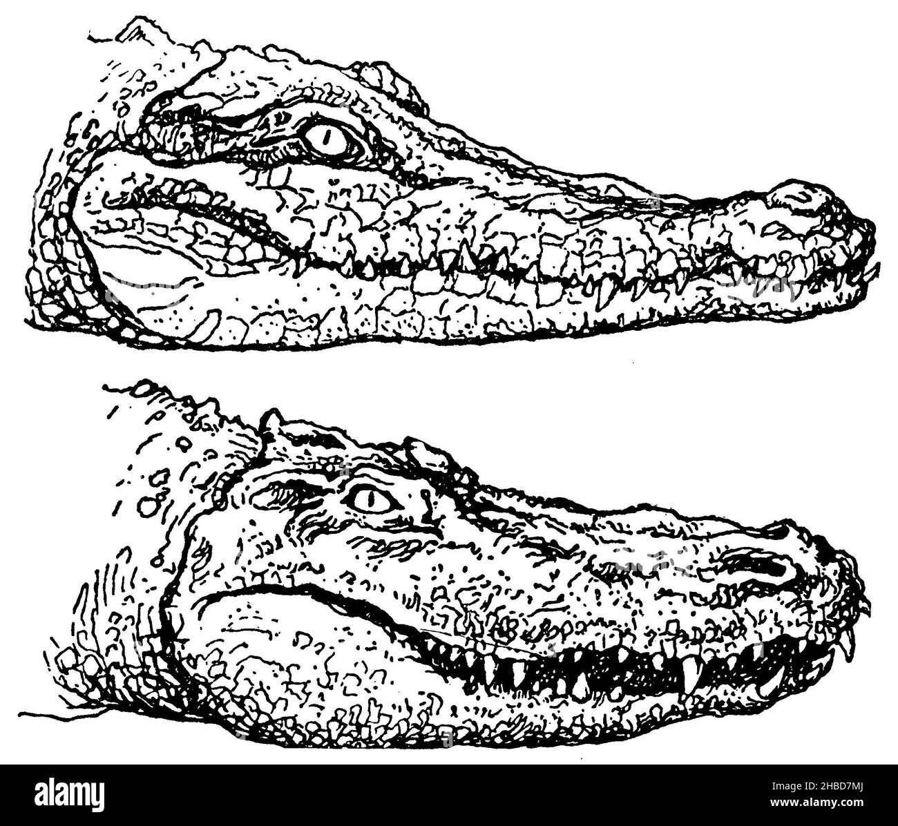 Gavial (oben) und Alligator (Mississippi Caiman, unten): Kopf, , anonym (Zoologiebuch, 1928), Gavial (oben) und Alligator (Mississippi-Kaiman, unten): Kopf, Gavial (en haut) et Alligator (caïman du Mississippi, en Bas) : tête Stockfoto