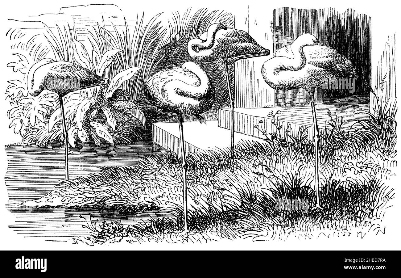 Flamingos auf der Vogelwiese des Zoos, Anonym (Zoologie Buch, 1873), Flamingos auf der Vogelwiese des Zoos, Flamants Roses sur la Prairie aux oiseaux du Zoo Stockfoto