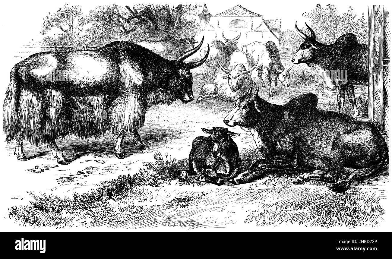 Yak  Bos indicus - afrikanischer Zebu, indischer Zebu., , anonym (Zoologiebuch, 1882), Yak; Bos indicus - Afrikanisches Zebu, indisches Zebu, Yak  Bos indicus - Zébu africain, zébu indien Stockfoto