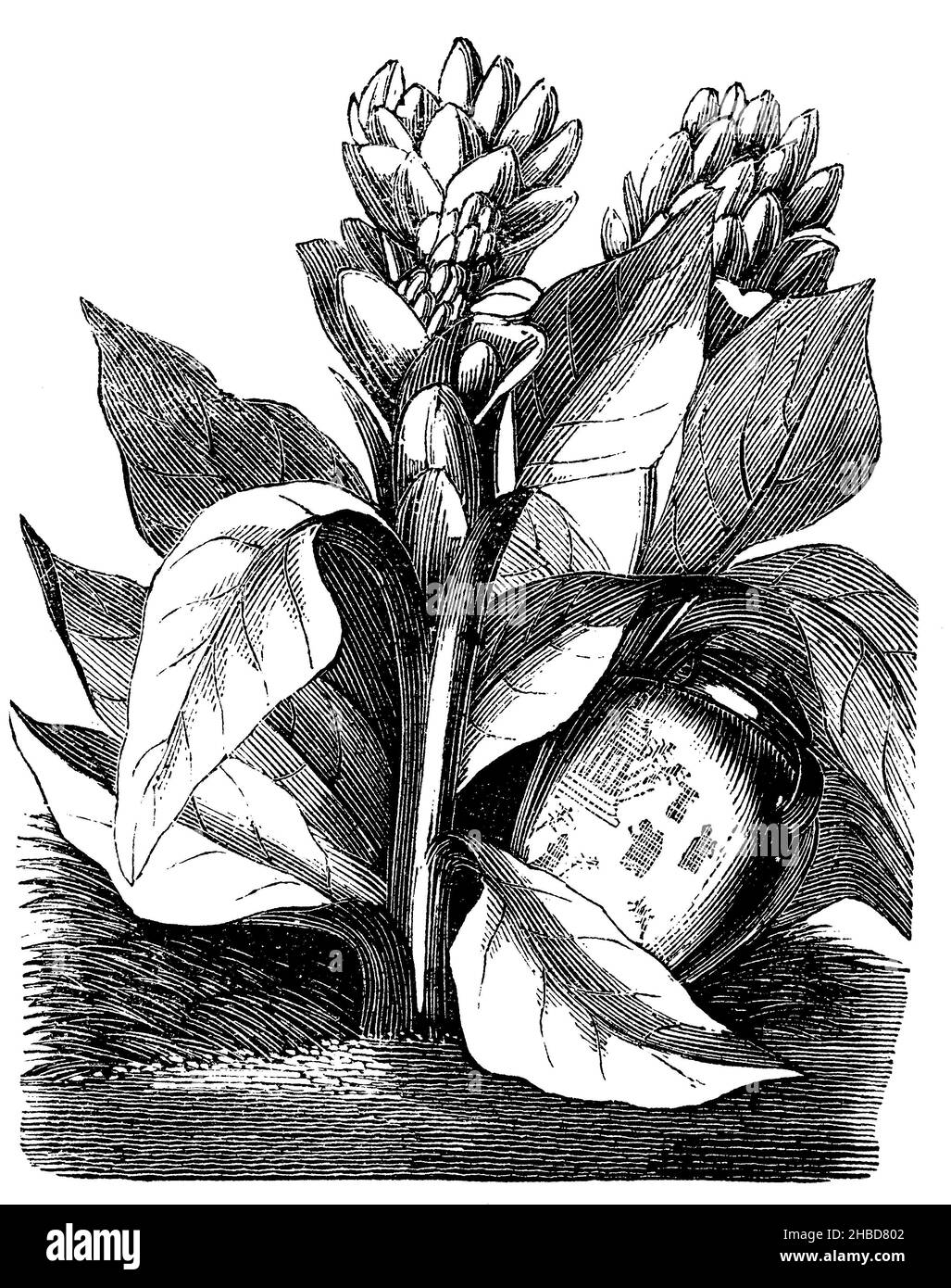 Kurkuma, Indischer Safran, , anonym (Biologiebuch, 1881), Kurkuma, Indischer Safran, Curcuma, safran des indes Stockfoto