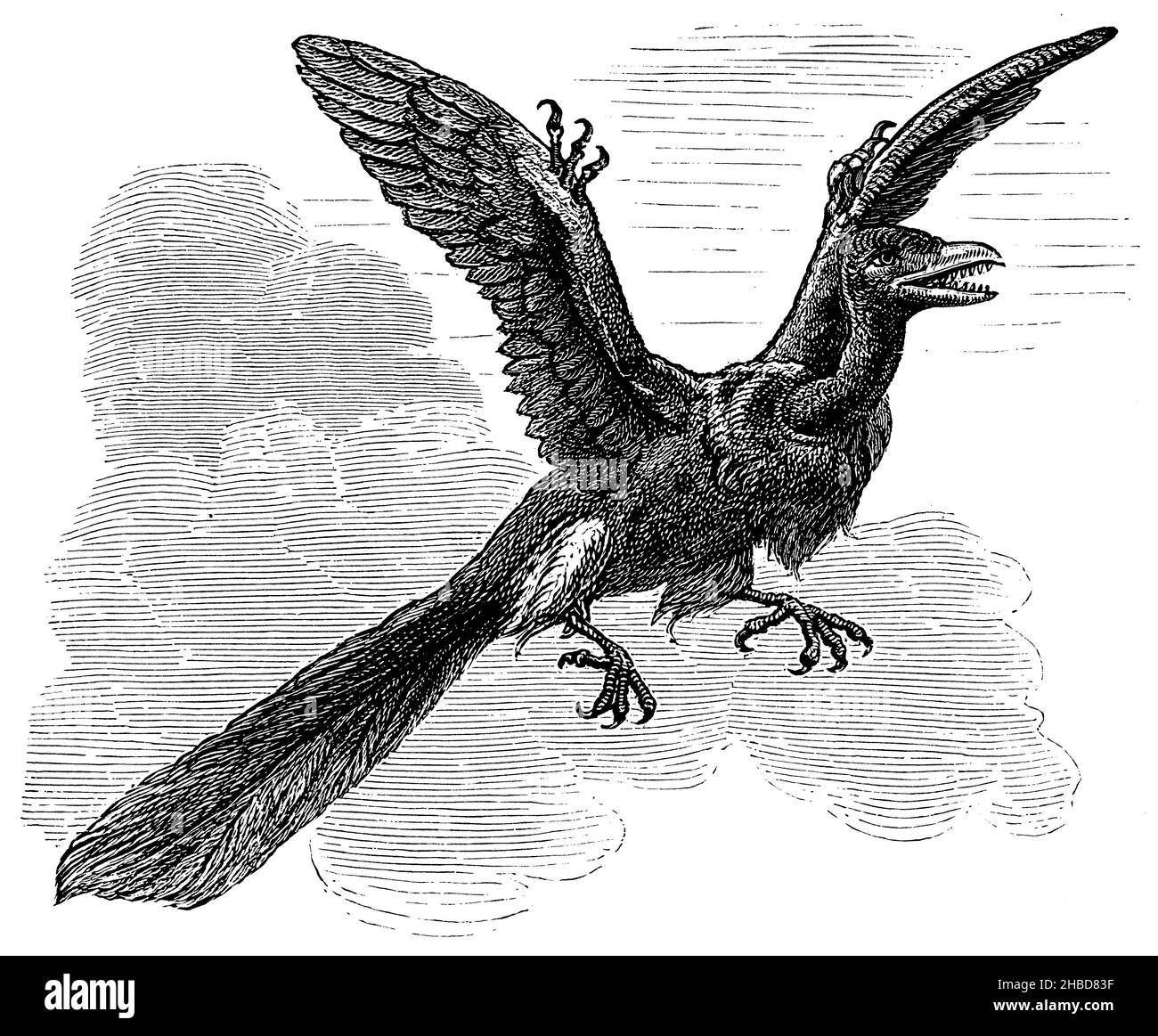 Archaeopteryx, Rekonstruktionsversuch, , anonym (Evolutionsgeschichte Buch, 1890), Archaeopteryx, Rekonstruktionsversuch, Archéoptéryx, Vorläufig de rekonstitution Stockfoto