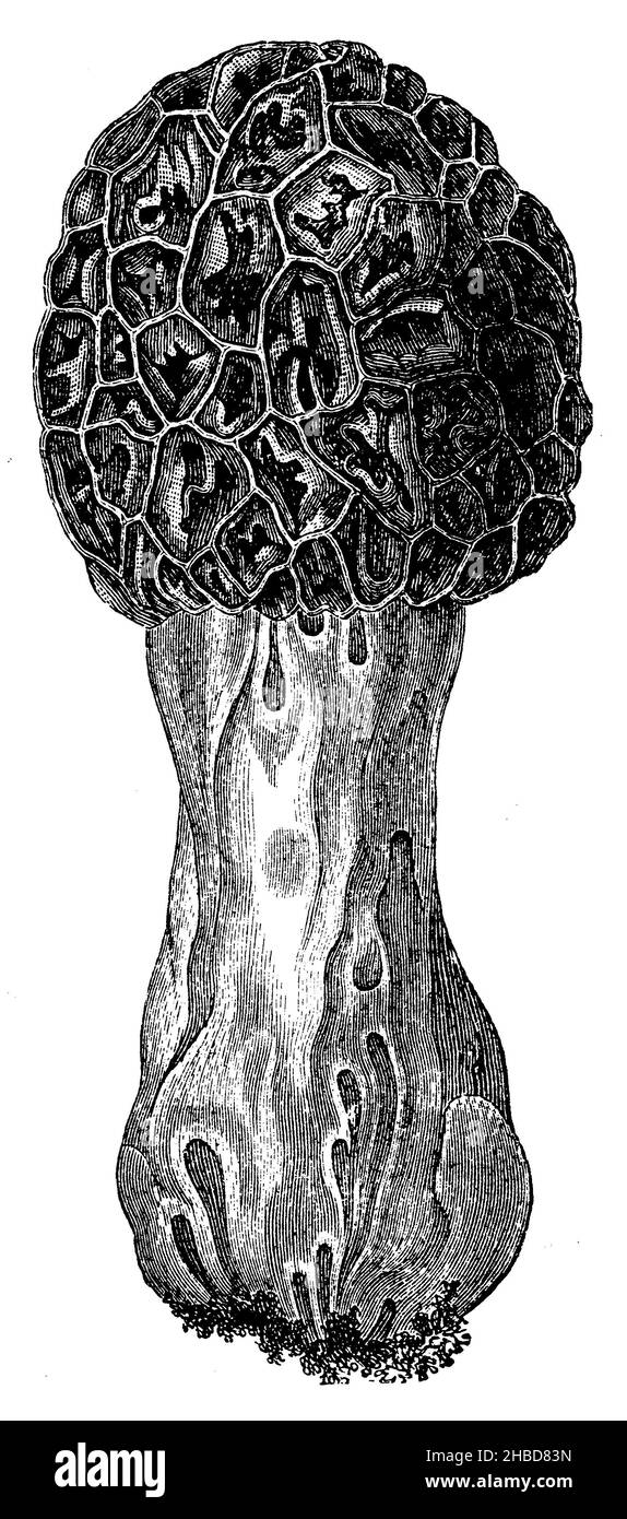 Essbare Spitzmorelle, , anonym (Evolutionsgeschichte Buch, 1890), Essbarer Spitzmorchel, Morille pointue comestible Stockfoto