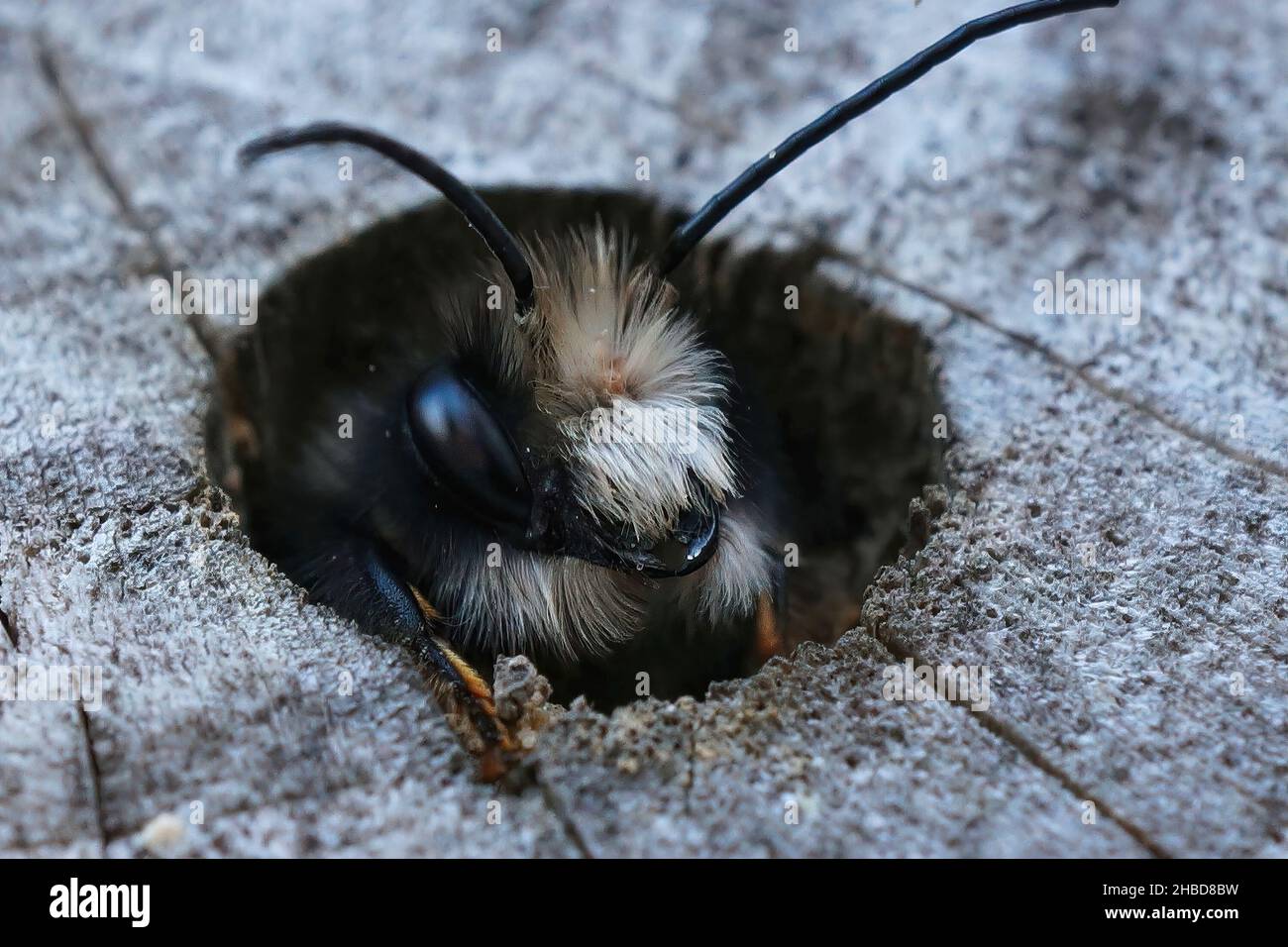 Closuep auf eine männliche europäische Maurerorachardbiene, Osmia cornuta, die im Bienenhotel im Garten ihren Höhepunkt erreicht hat Stockfoto