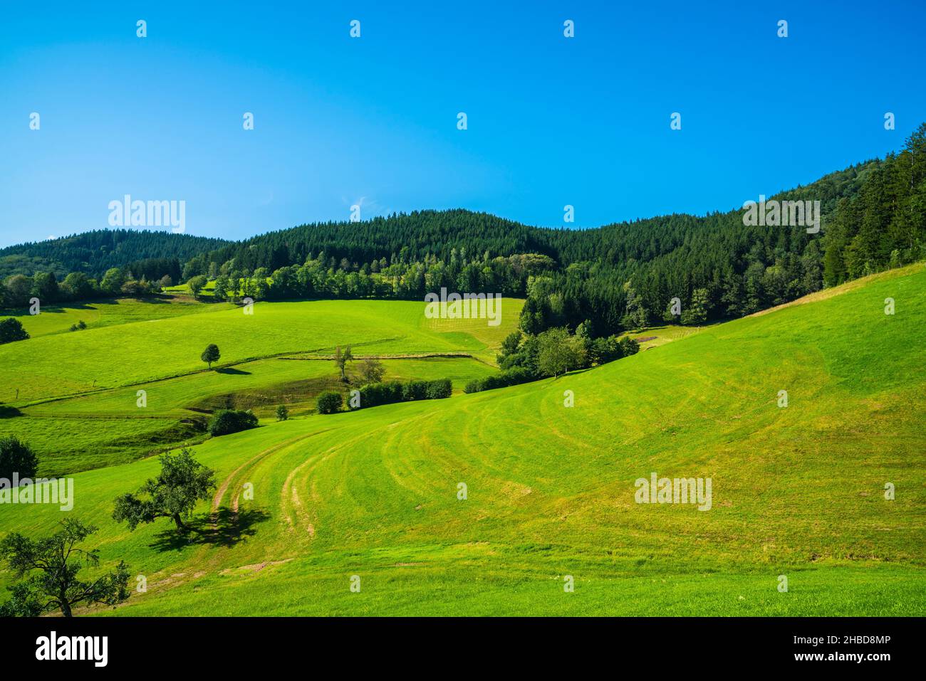 Deutschland, schöne Naturlandschaft Blick auf Schwarzwald Panorama Urlaub und Tourismusregion am Rande des Waldes im Sommer Stockfoto