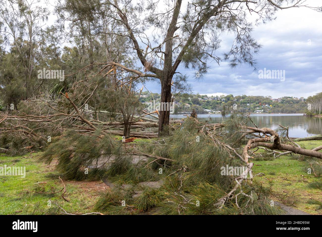 Narrabeen, Sydney, Australien. 19th Dez 2021. Narrabeen, Sydney, Australien. 19th Dez 2021. Ein Freak-Sturm brachte Bäume und Stromleitungen an den nördlichen Stränden Sydneys zum Erliegen, eine Dame ist gestorben und andere sind kritisch, Rettungsdienste und Zivilangestellte am Ort des umgestürzten Baumes, der eine Dame in der Nähe des Narrabeen Surf Club tötete. Quelle: martin Berry/Alamy Live News Stockfoto