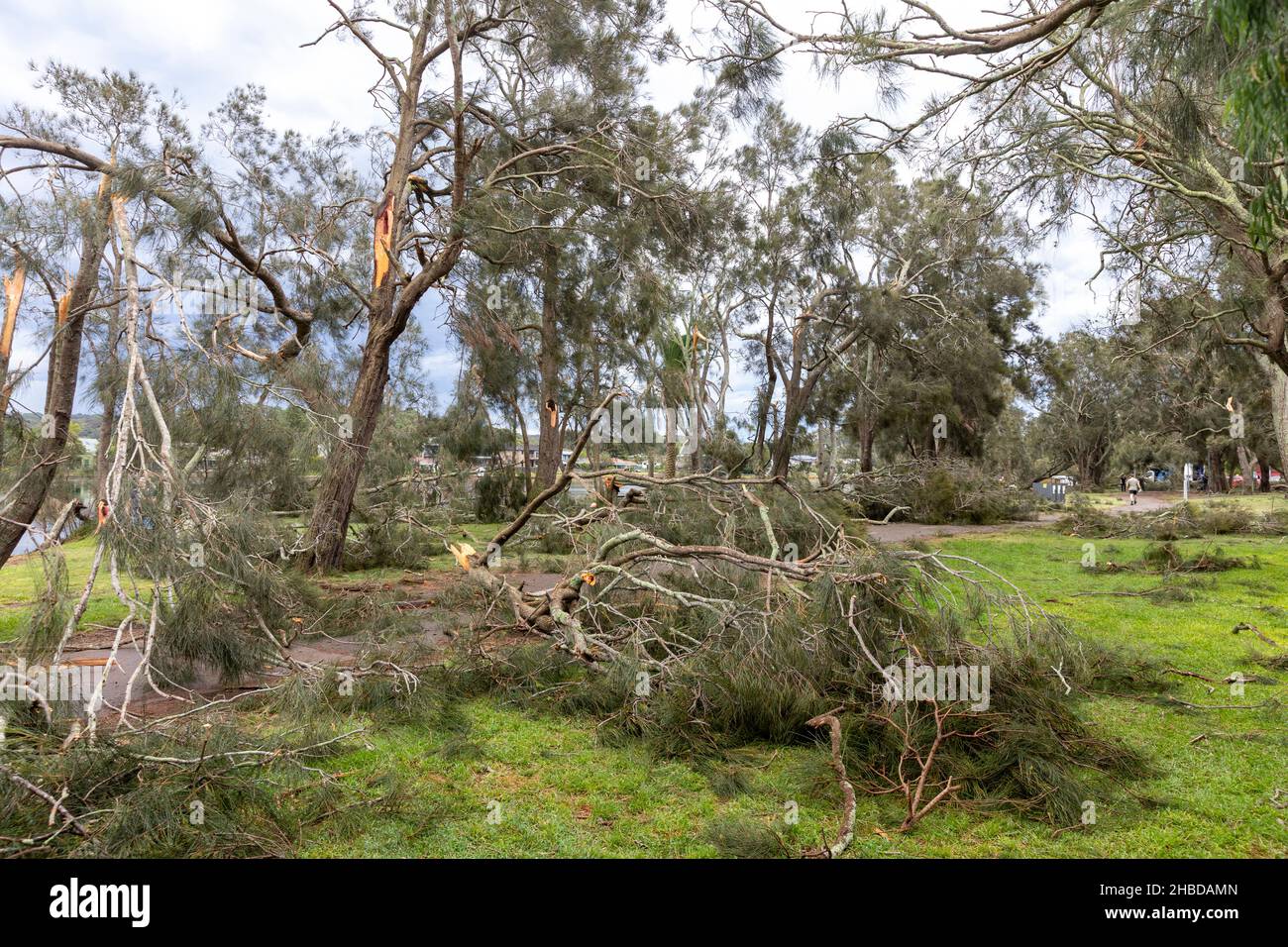 Narrabeen, Sydney, Australien. 19th Dez 2021. Ein Freak-Sturm brachte Bäume und Stromleitungen an den nördlichen Stränden Sydneys zum Erliegen, eine Dame ist gestorben und andere sind kritisch, Rettungsdienste und Zivilangestellte am Ort des umgestürzten Baumes, der eine Dame in der Nähe des Narrabeen Surf Club tötete. Quelle: martin Berry/Alamy Live News Stockfoto