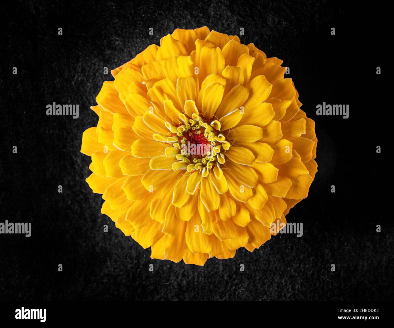 Zarte Blume auf schwarzem Hintergrund. Auf einem dunklen Hintergrund. Stockfoto