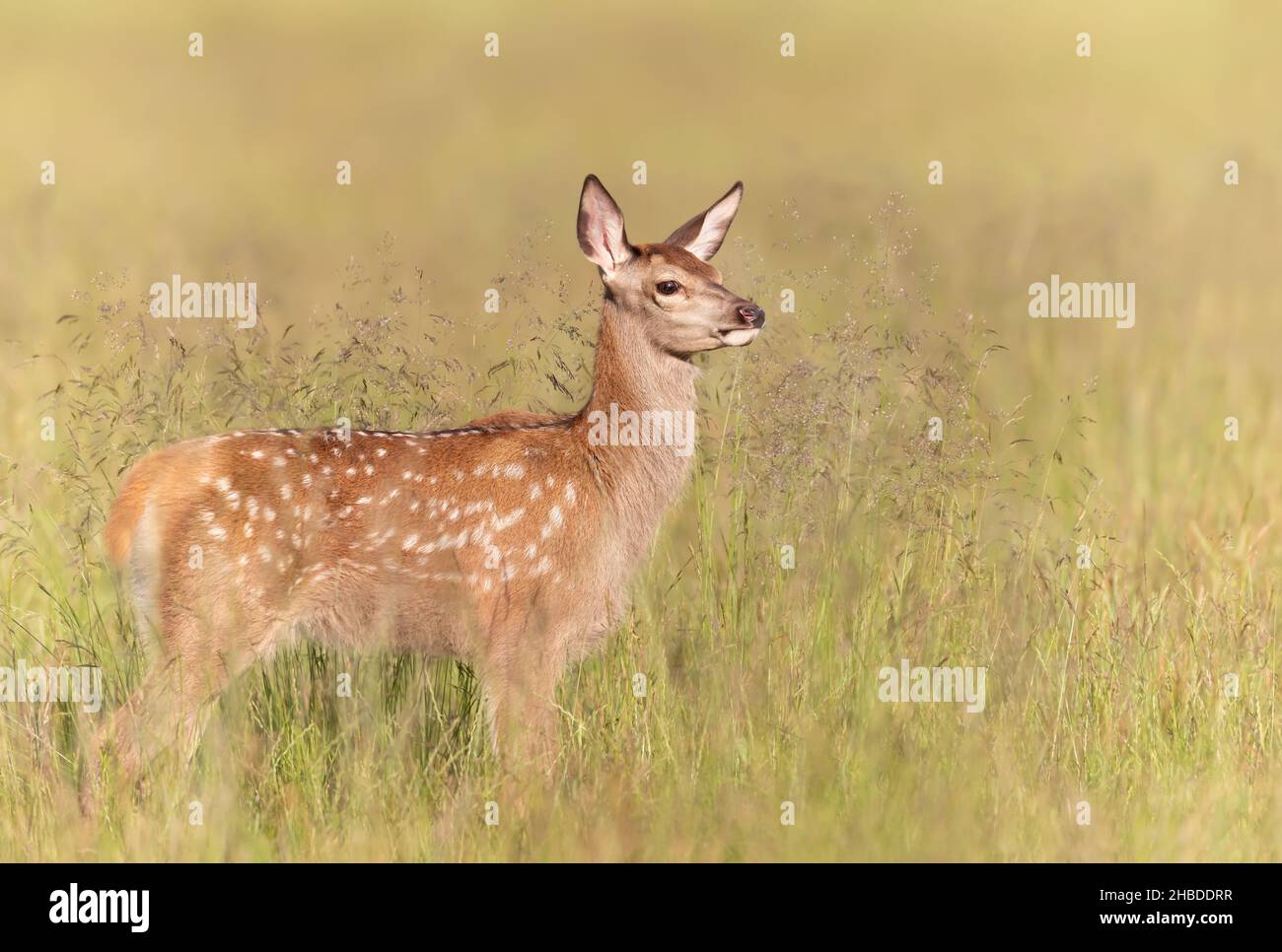 Nahaufnahme eines Rotwildkalbes, das im Sommer auf einer Wiese steht. Stockfoto