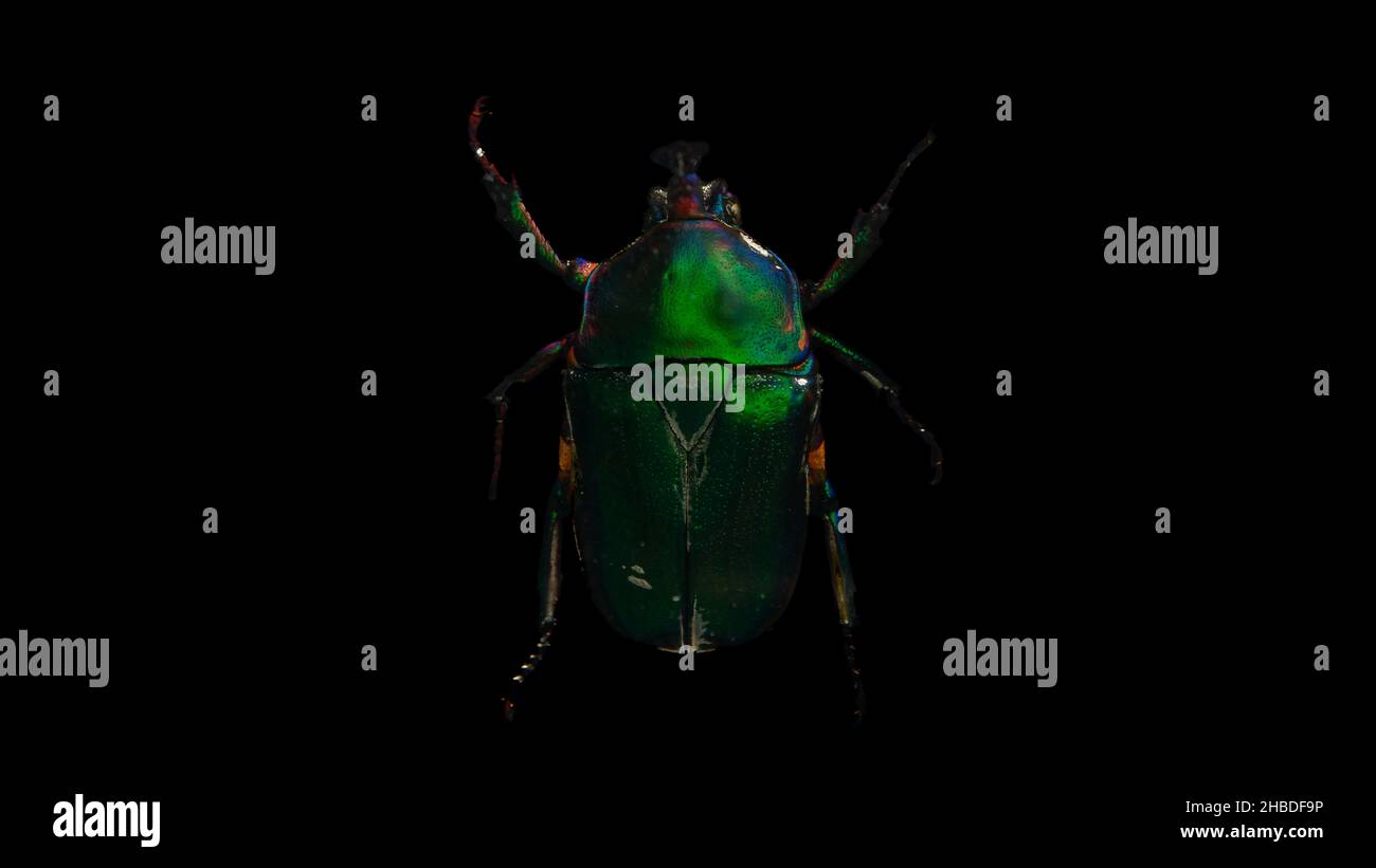 Eine Nahaufnahme einer Cetonia aurata, genannt der grüne Rosenschäfer Stockfoto
