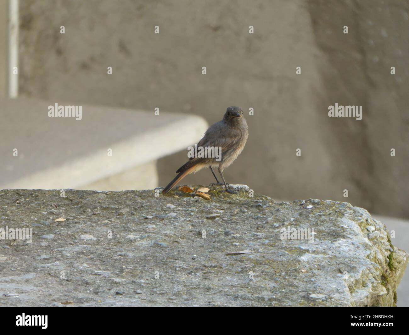 Kleiner Vogel auf Stein Stockfoto