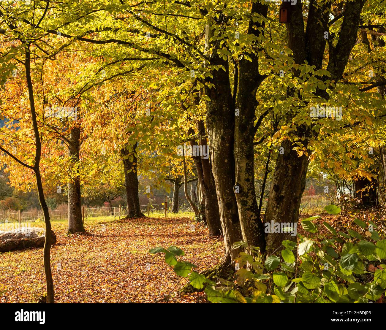 Herbststimmung am Waldrand. Blick auf eine Wiesenplantage in Süddeutschland. Konzentrieren Sie sich auf die Bäume im Vordergrund des Bildes. Stockfoto