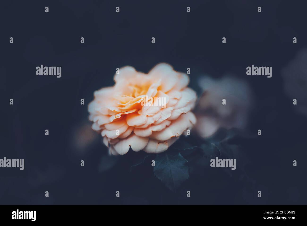 Eine wunderschöne, üppig duftende rosa Rose mit zarten Blütenblättern blüht in der Abenddämmerung des Sommers zwischen dunklen Blättern. Natur und Romantik. Stockfoto