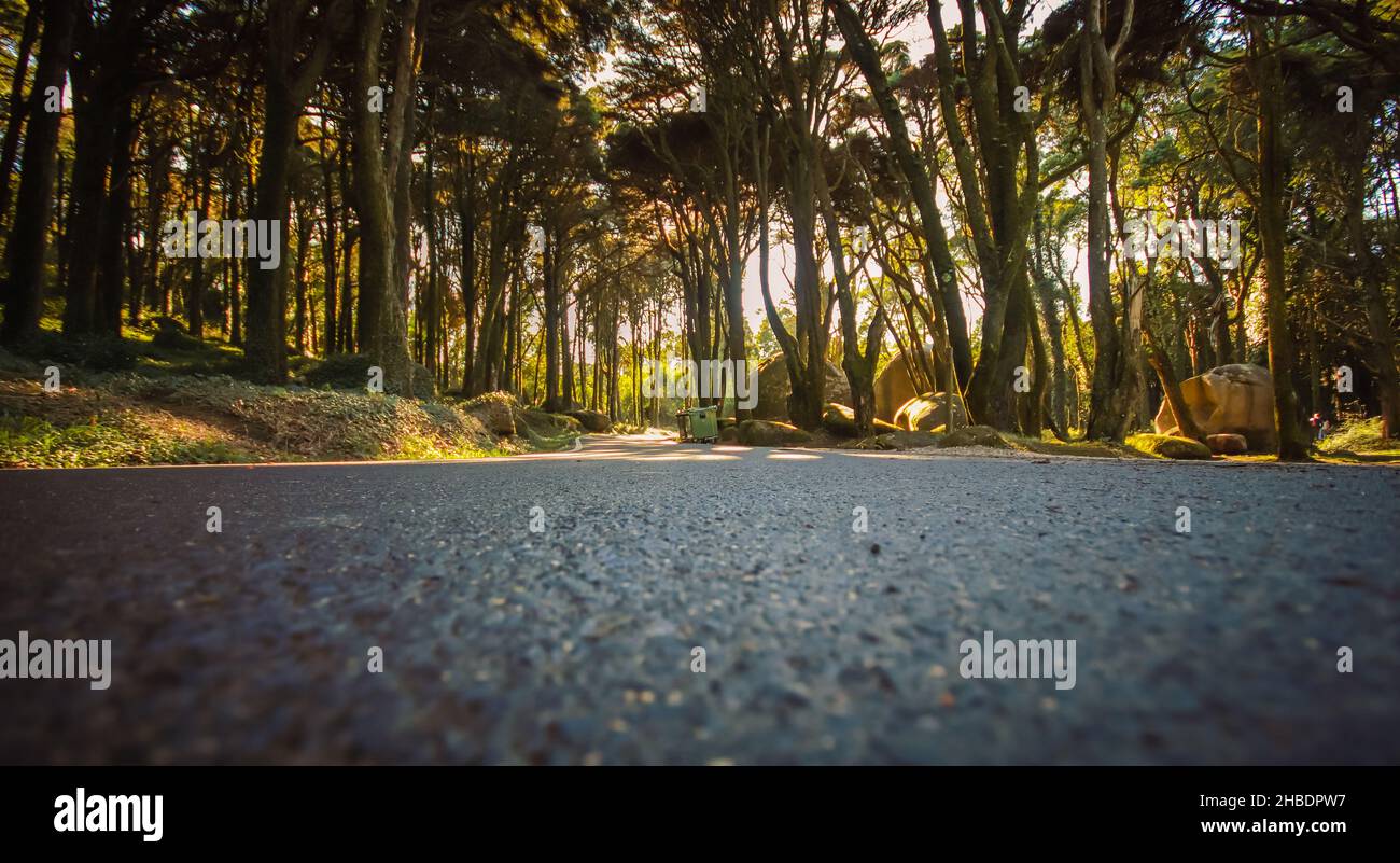 Straße in einem Wald mit den Sonnenstrahlen, die zwischen den Bäumen scheinen. Stockfoto