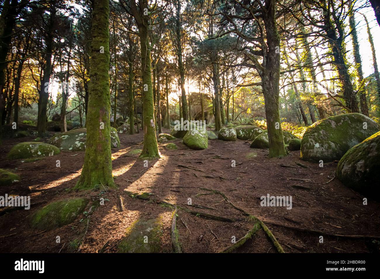 Waldlandschaft mit den Sonnenstrahlen, die zwischen den Bäumen scheinen. Altes Holz mit Steinen mit Moos Stockfoto