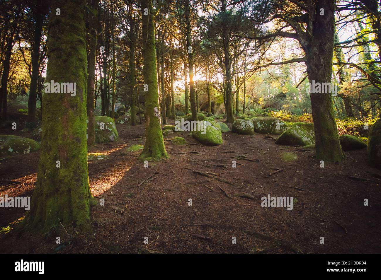 Waldlandschaft mit den Sonnenstrahlen, die zwischen den Bäumen scheinen. Altes Holz mit Steinen mit Moos Stockfoto