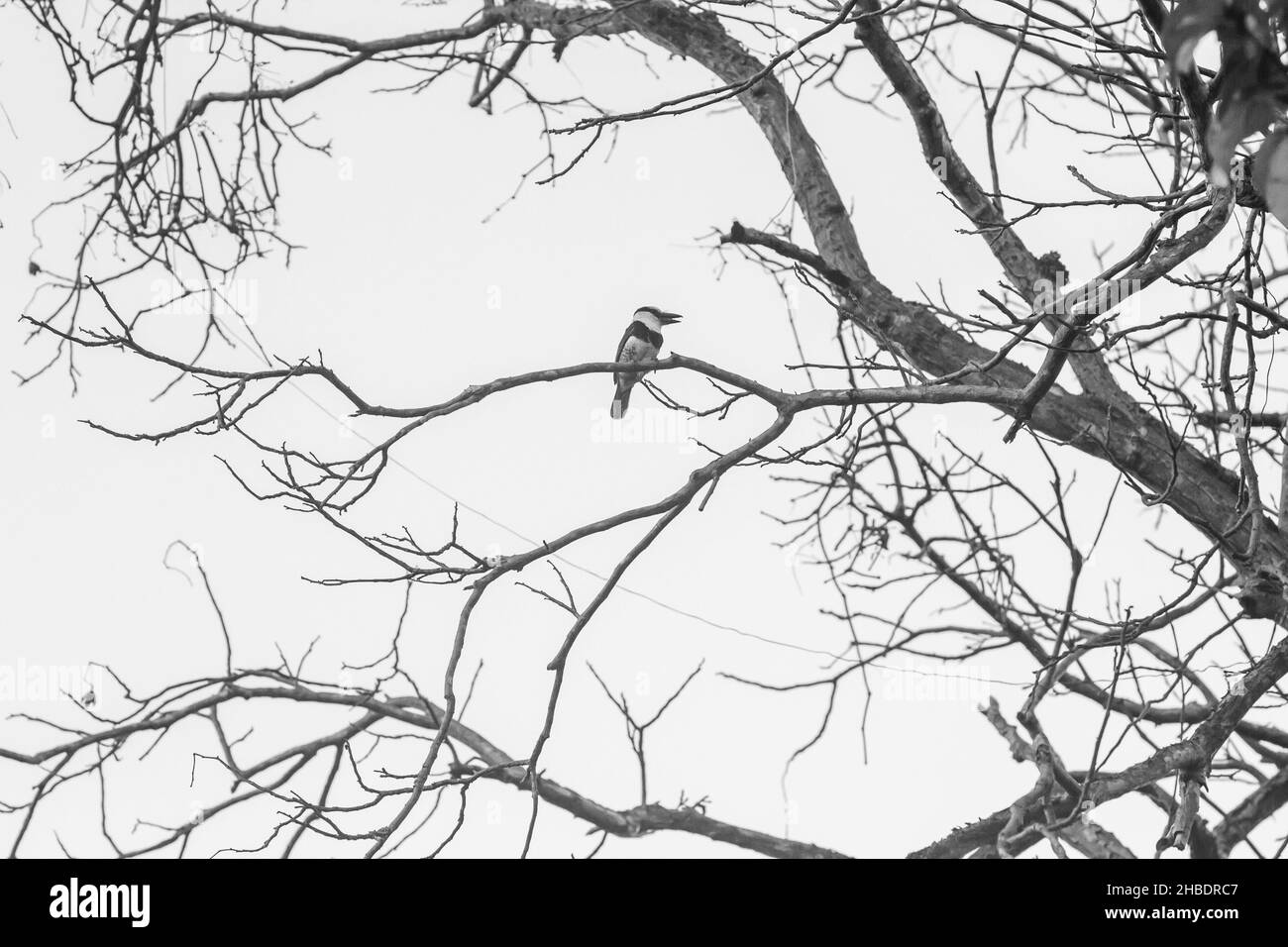 Schwarz-weißer Vogel in einem Baum, im Regenwald in Cost Rica Stockfoto