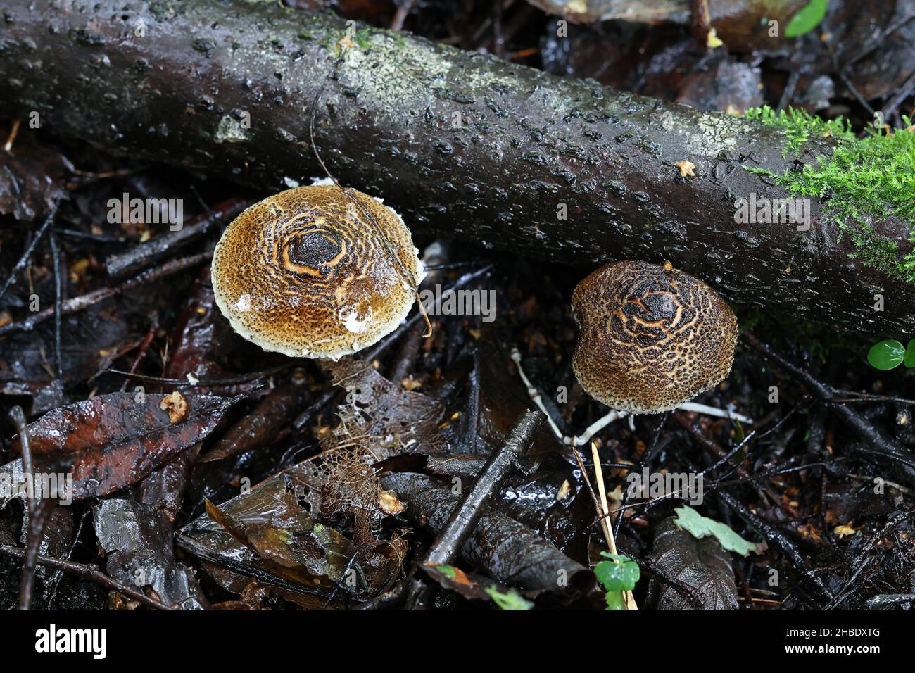 Lepiota grangei, bekannt als der Grüne Dapperling, Wildpilz aus Finnland Stockfoto