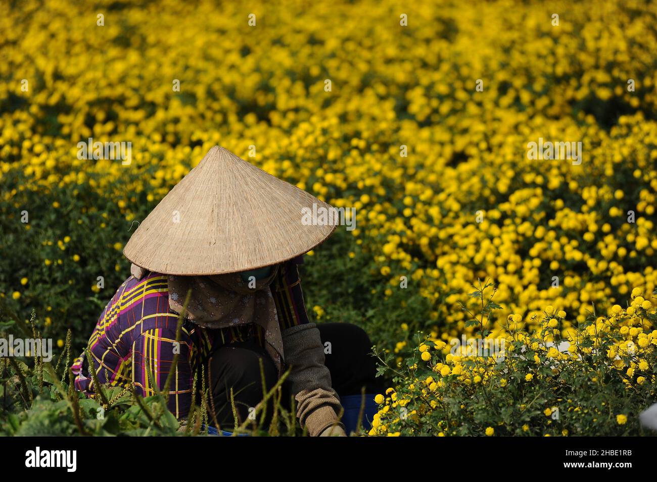 Gänseblümchen Saison Stockfoto