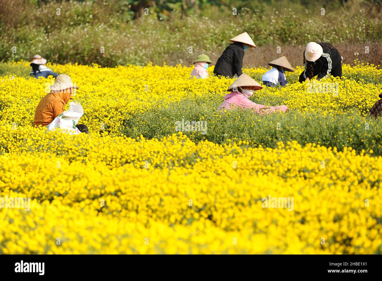 Gänseblümchen Saison Stockfoto