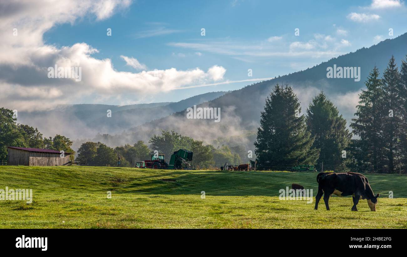 Dramatische Szene am frühen Morgen mit Kühen, die mit Nebel grasen, und den Taconic Mountains im Hintergrund im Süden von Vermont. Stockfoto