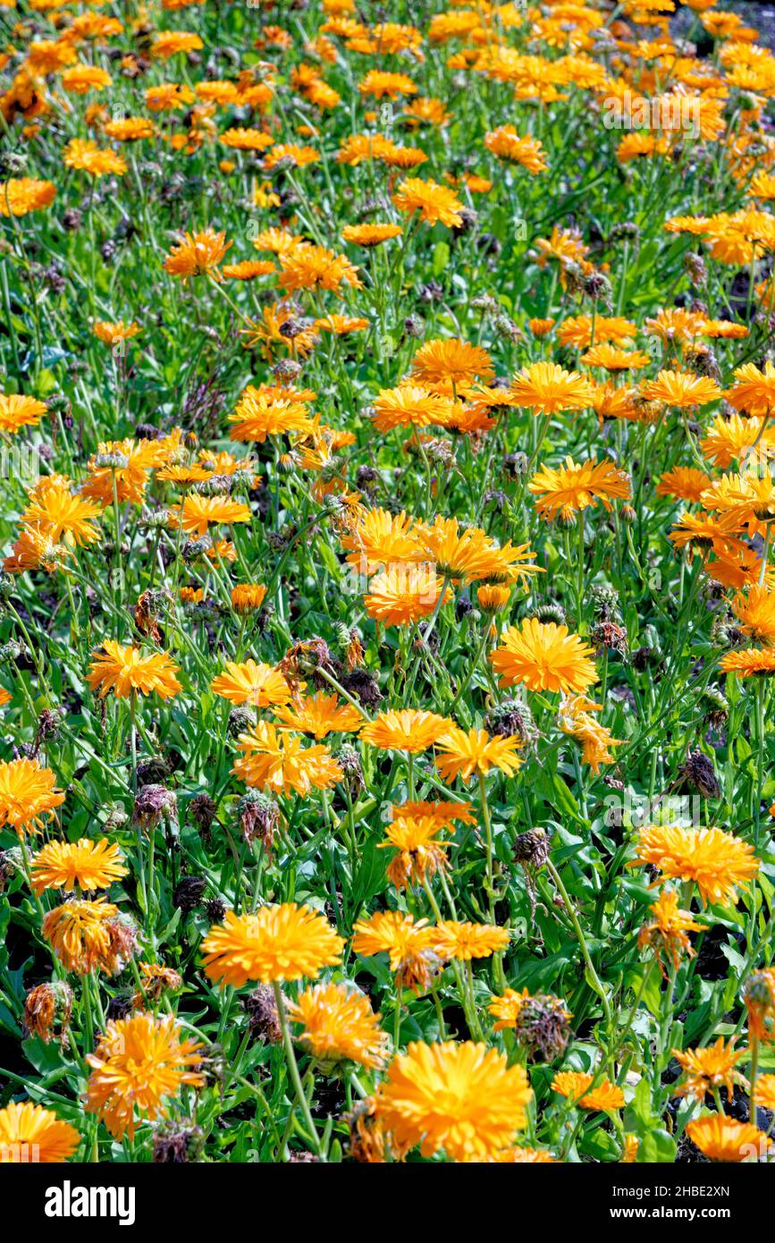 Ringelblume, GartenRingelblume, Calendula officinalis, Ringelblume