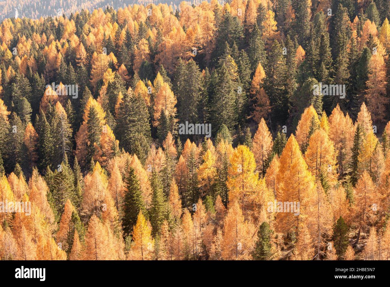 Gelbe Lärchen und grüne Pinien im Herbst im Wald Stockfoto
