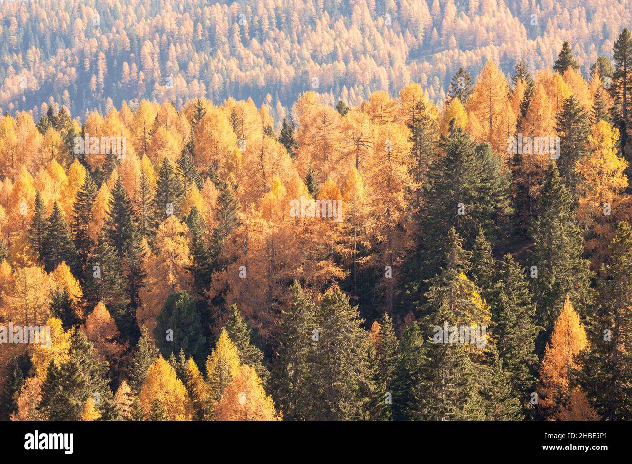 Gelbe Lärchen und grüne Pinien im Herbst im Wald Stockfoto