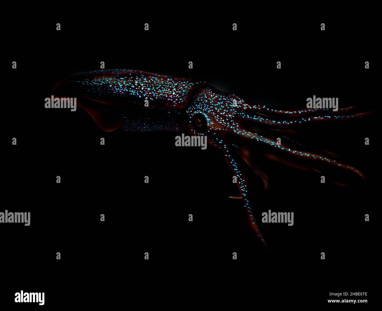 Firefly Squid, Watasenia scintillans bioluminescence, ホタルイカ Stockfoto