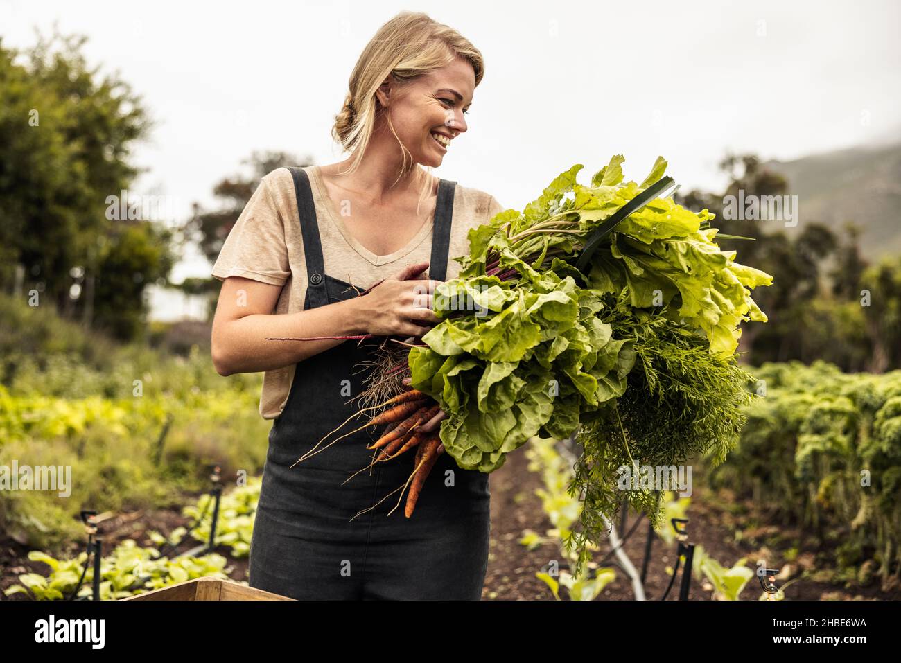 Fröhlicher Bio-Bauer, der frisch gepflücktes Gemüse auf einem landwirtschaftlichen Feld hält. Selbstnachhaltige junge Frau, die frische grüne Produkte in sich sammelt Stockfoto