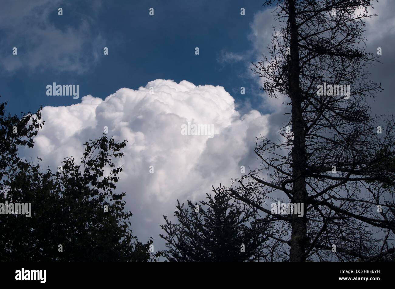 Ein dramatischer weißer Wolkenhimmel und eine Baumsilhouette in bretton Woods New hampshire Stockfoto