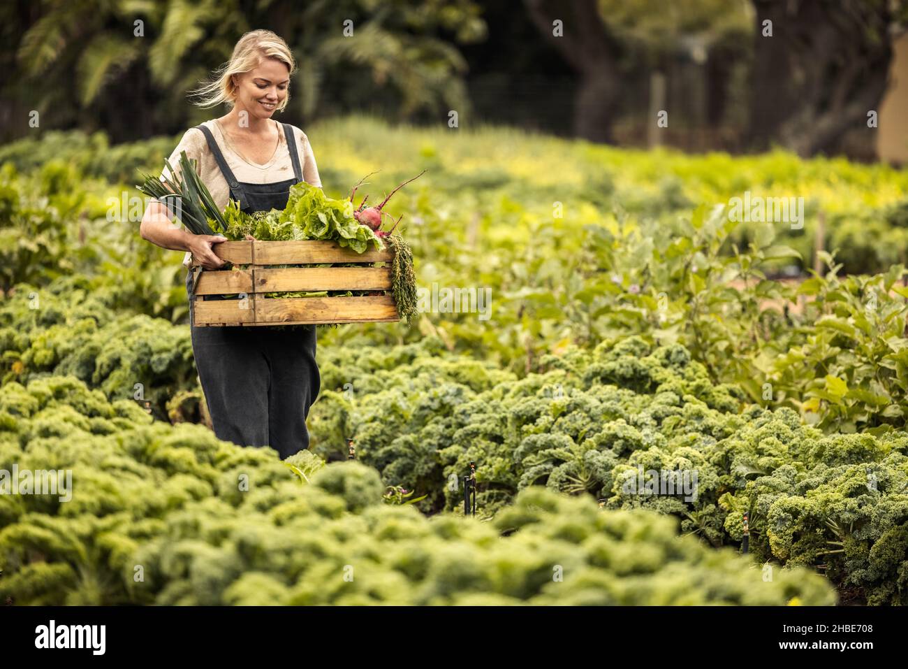 Weibliche Gemüsehäuerin, die in ihrem Garten erntet. Fröhliche junge Bio-Farmerin hält eine Schachtel mit frisch gepflückten Produkten, während sie durch ihr VE geht Stockfoto