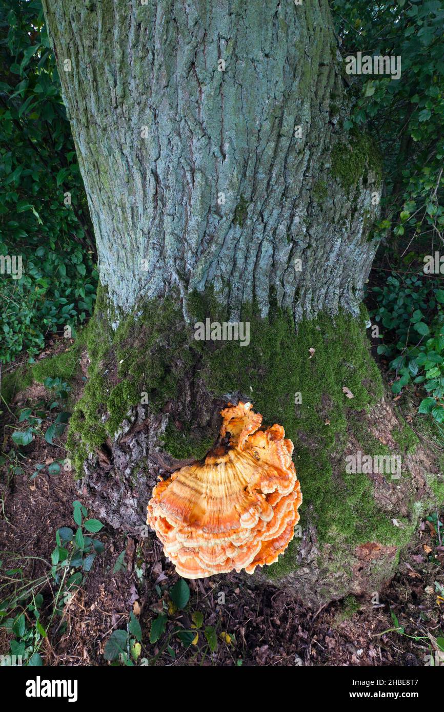 Pilz, Waldhühnchen, (Laetiporus sulfureus), Schwefelpolypore, wächst auf Eichenstämmen, Hessen, Deutschland Stockfoto
