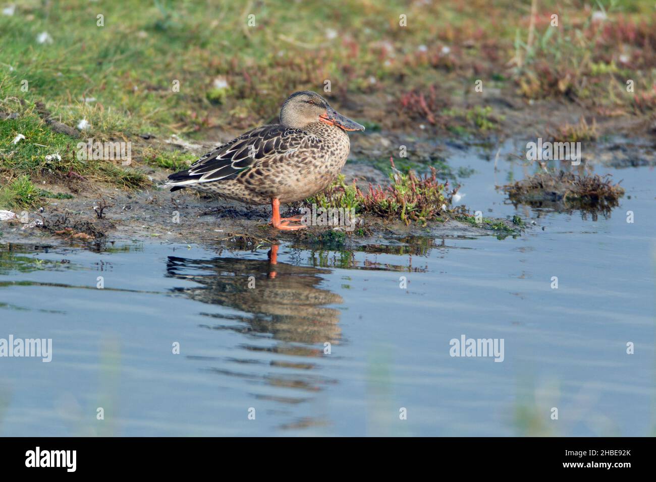 Nördliche Schaufelmaschine, (Spatula clypeata) Weibchen, ruhend an der Seite des Sumpfbades, im Herbst, Insel Texel, Holland, Europa Stockfoto