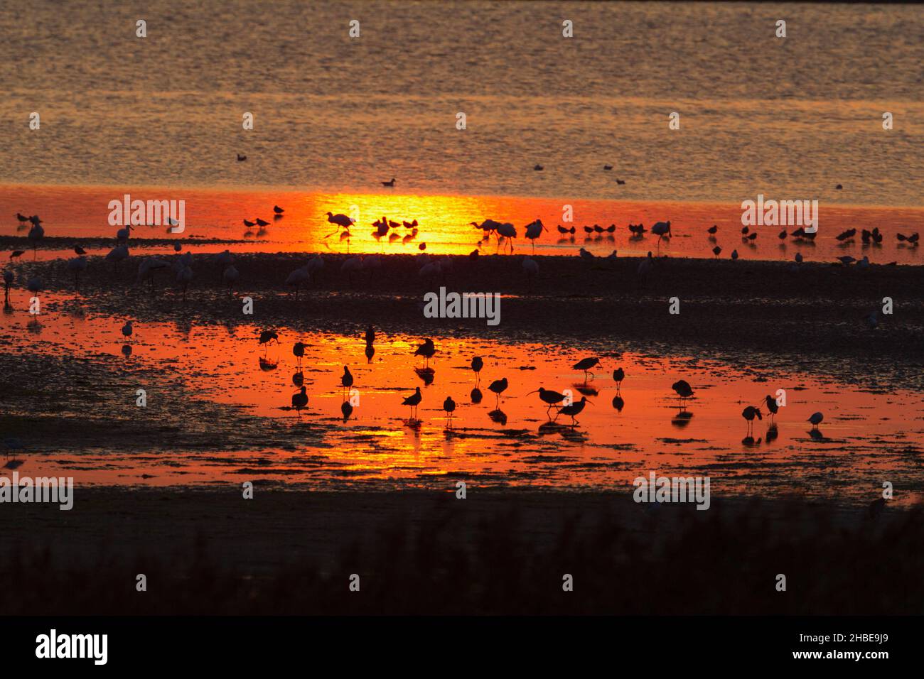 Verschiedene Arten von Watvögeln, die sich bei Ebbe im Herbst bei Sonnenuntergang auf den Flussmudflats der Mündung füttern, Insel Texel, Holland Stockfoto