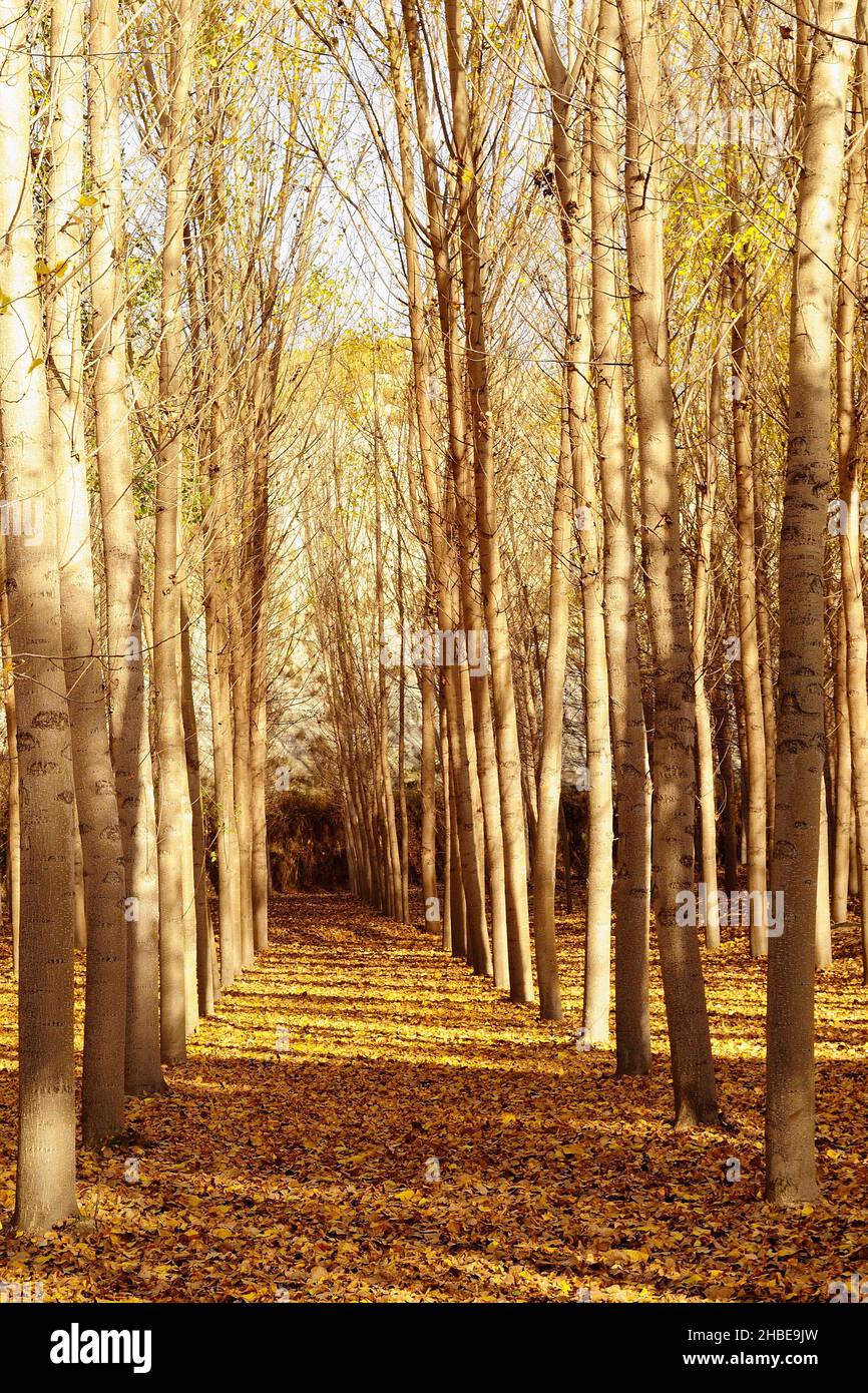 Ein Baum ist eine Pflanze mit einem holzigen Stamm, der in einer bestimmten Höhe vom Boden abzweigt. Stockfoto