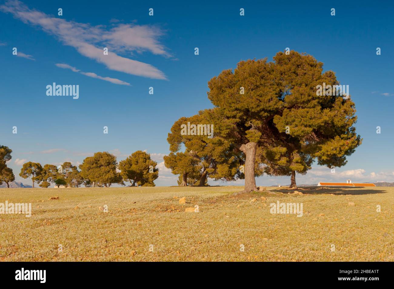 Ein Baum ist eine Pflanze mit einem holzigen Stamm, der in einer bestimmten Höhe vom Boden abzweigt. Stockfoto