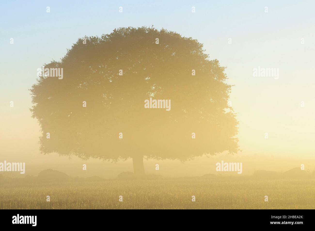 Ein Baum ist eine Pflanze mit einem holzigen Stamm, der in einer bestimmten Höhe vom Boden abzweigt. Stockfoto