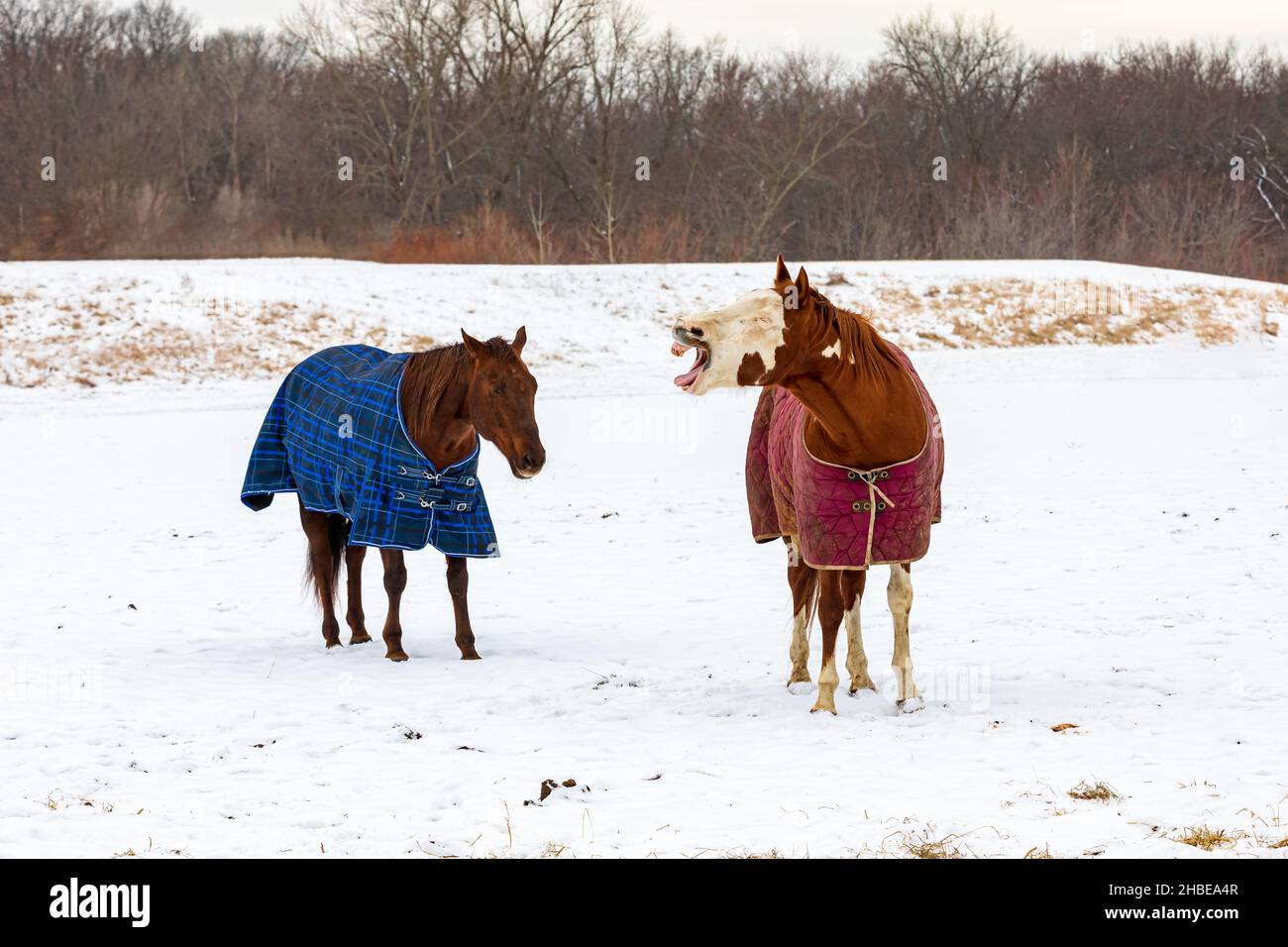 Pferde tragen im Winter eine Weidendecke mit Schnee auf der Weide. Konzept der Gesundheit, Pflege und Sicherheit von Pferden Stockfoto