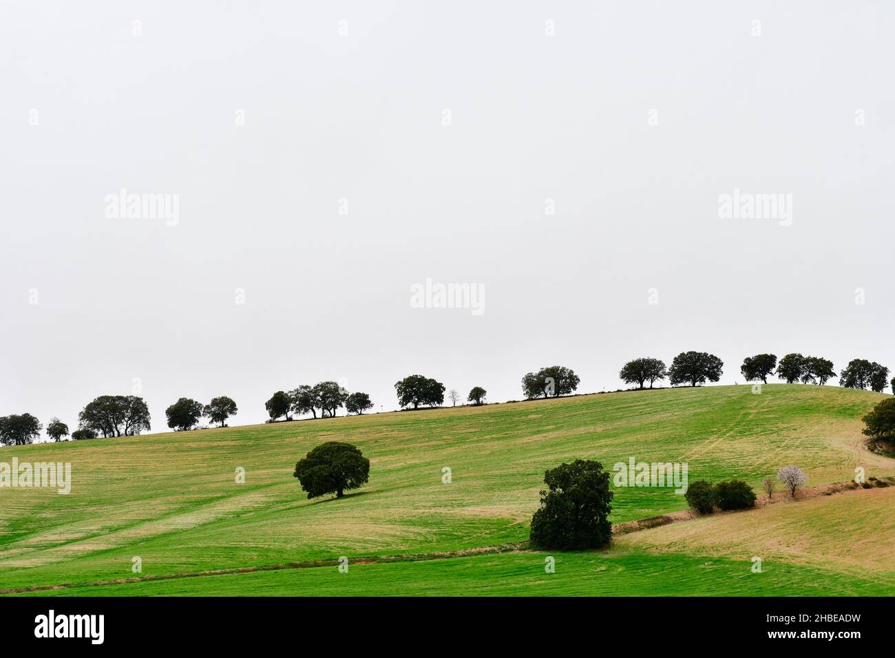 Ein Baum ist eine Pflanze mit einem holzigen Stamm, der in einer bestimmten Höhe vom Boden abzweigt. Stockfoto