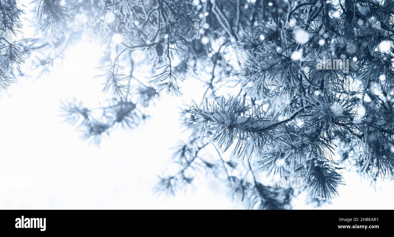 Kiefernäste im Schnee und Raureif, schneebedeckter Winterwald-Hintergrund, Kopierraum Stockfoto