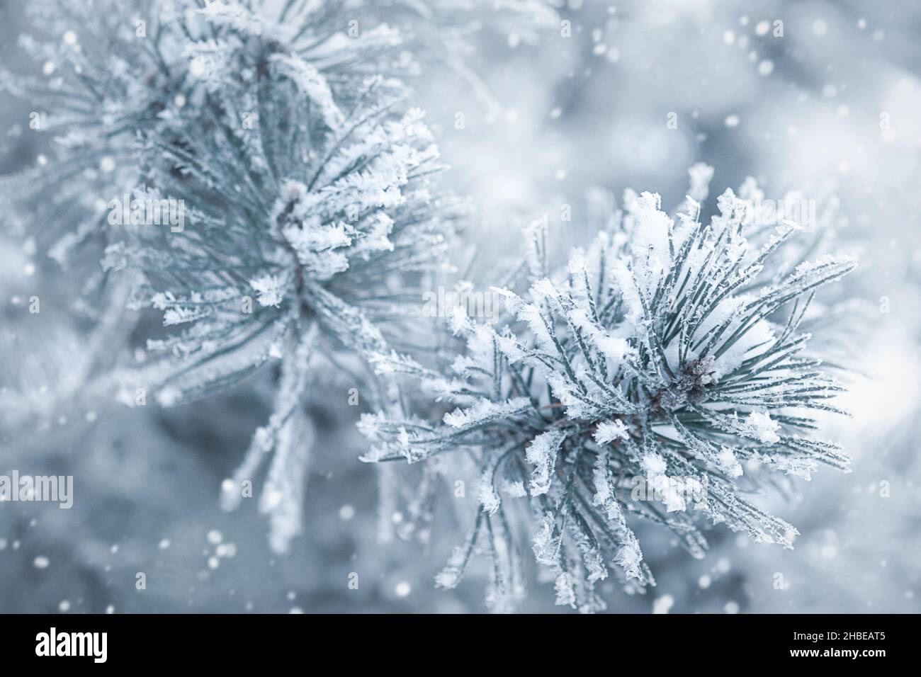 Schneebedeckter Winterwald Hintergrund, Kiefernäste im Schnee und Reif Stockfoto