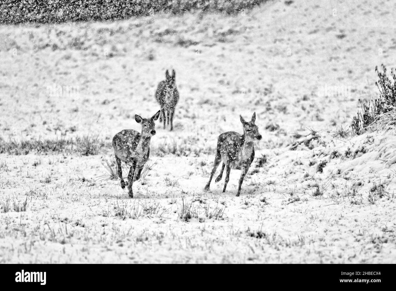 Laufende Hirschweibchen unter Schneefall (Cervus elaphus) Stockfoto