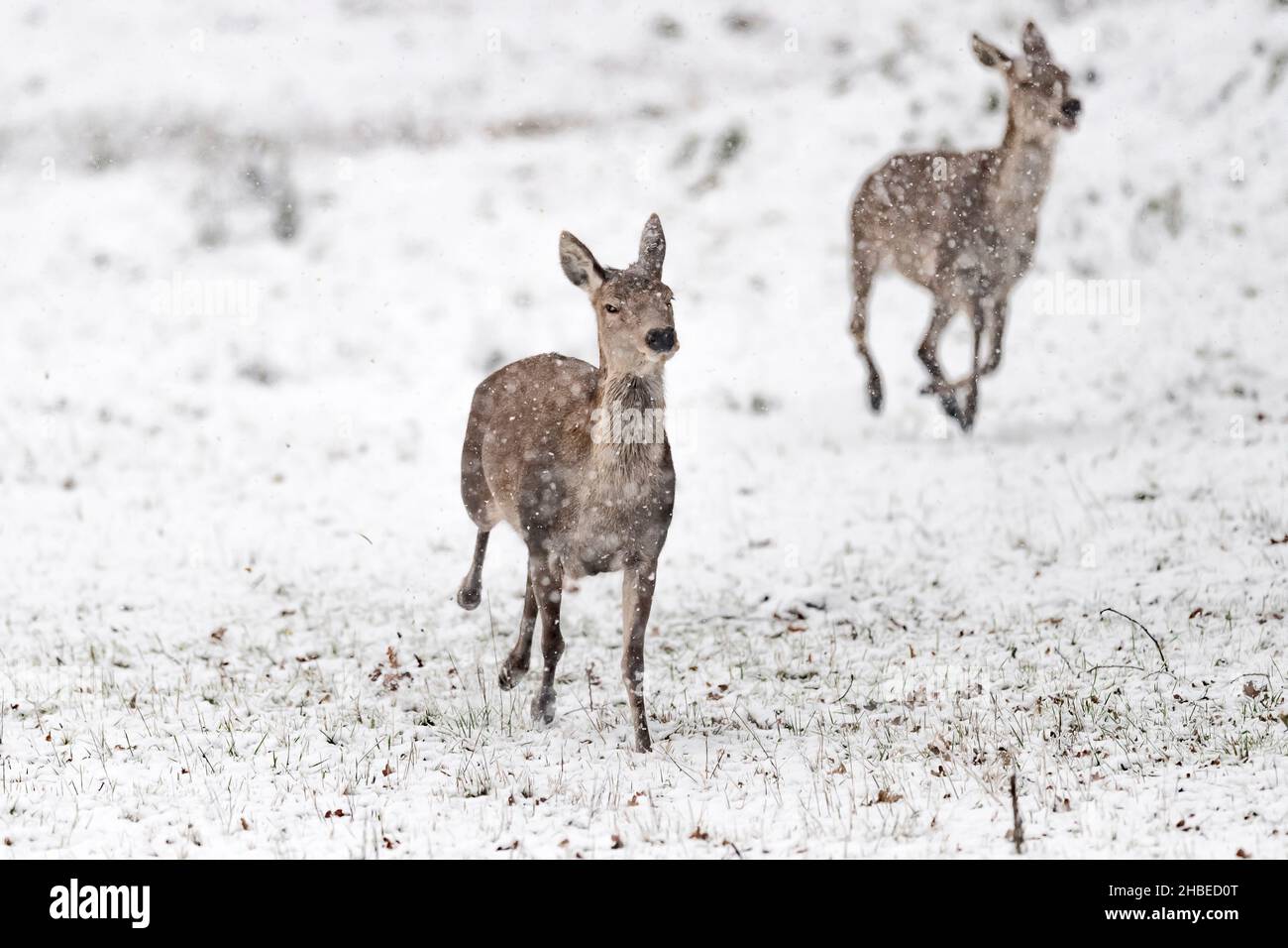 Von Angesicht zu Angesicht mit Hirsch-Weibchen unter Schneefall (Cervus elaphus) Stockfoto