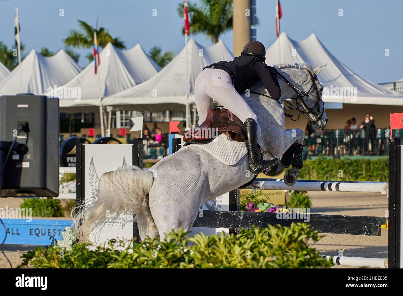 Wellington, Florida, USA. 19th. Dezember 2021. Beim Vita Flex Grand Prix springen Sie über das Hindernis. High Junior Jumper Stake. Hoher Amateur-Jumper-Einsatz. Mittlerer Junior-Jumper-Einsatz. Mittelgroßer Amateur-Jumper-Einsatz. Großer Preis. Kredit: Yaroslav Sabitov/YES Market Media/Alamy Live Nachrichten Stockfoto